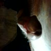 spelen