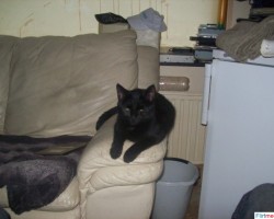 1 van mij 2 lieve beesten Lucifer!!