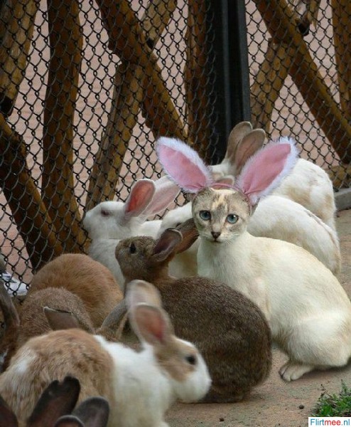<p>Let me be your playboy bunny!!</p>
