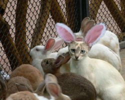 Let me be your playboy bunny!!